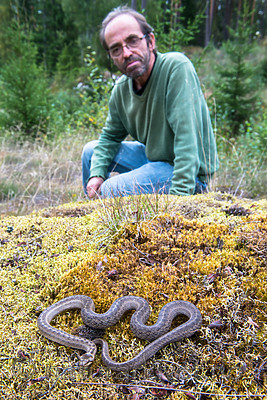 BB 14 0231 / Coronella austriaca / Slettsnok